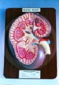 Human Kidney L. S