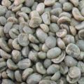 Robusta Green Coffee Bean