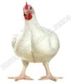 Broiler Pre Starter Poultry Feed
