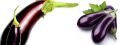 Fresh Eggplant (aubergine, bringal)