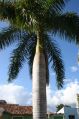 Frp Palm Tree