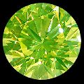 Natural Green Diamond (USI-GD-6)