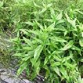 Organic Kalmegh Leaves (Organic Andrographis Paniculetta Leaves)