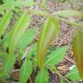 Neem Leaves, Azadirachta Indica Leaves