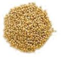 mustard seeds