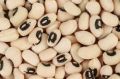 Cow Pea Seed