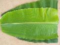 fresh banana leaf