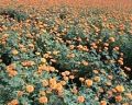 pari 24 marigold f1 hybrid seeds