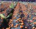 Hybrid Marigold Seeds