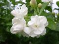 Fresh Jasmine Flower (01)