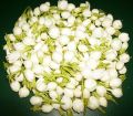 Fresh Jasmine Flower (02)