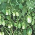 Vegetable Seeds of Brinjal Pranjal Fruits