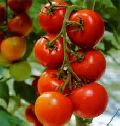 Tomato Gayatri