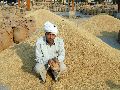 1121 Basmati Rice Paddy