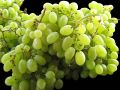 Indian Green Grapes
