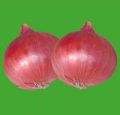 Organic onion seeds