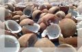 Dry Coconuts