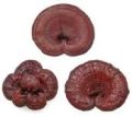 Dry Red Reishi Mushrooms