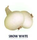 Snow White Onion Seed