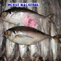 Horse Mackerel
