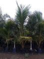 Coconut Palm Plants