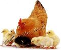 Broiler Poultry Pre Starter Feed