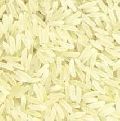 PR 11 Sella Golden Rice