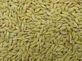 Barley, Fenugreek Seeds