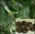 Bhilwa Medicinal Seeds ( Semecarpus Anacardium )