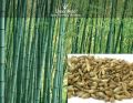 Deshi bamboo tree  seeds ( Dendrocalamus strictus )