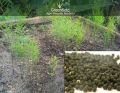 Shatavari medicinal Seeds ( Asparagus Racemosus )