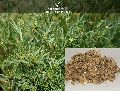 Stylo Hamata Grass Seeds ( Stylosanthes hamata )