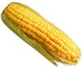 maize seeds