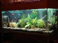 hobby fish tank