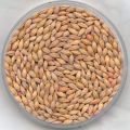 barley seeds