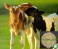 Guar Korma for Growing Calves