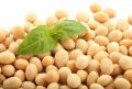 Organic Soybean Seeds