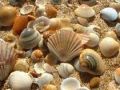 Mini Seashells