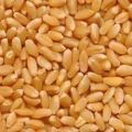 Wheat ( Human Consumption)