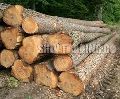 Pinewood Logs