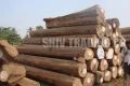 Round Sal Wood Log
