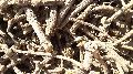 Glycyrrhiza Glabra (l.) Licorice (sweet Bouy) (mulethi)