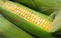 sweet corn seeds for farming