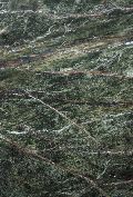 Forest Green Indian Marble Stone